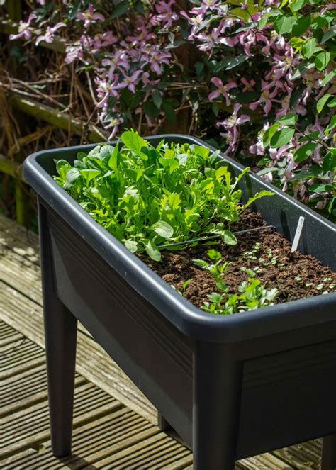 Vegetable Gardens In Pots