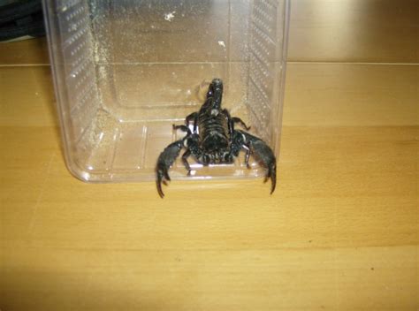 Heterometrus Cyaneus Reptiles Of The Reptile Lovers