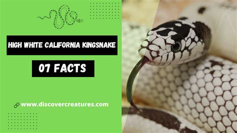 High White California Kingsnake Facts By Discover Creatures Medium