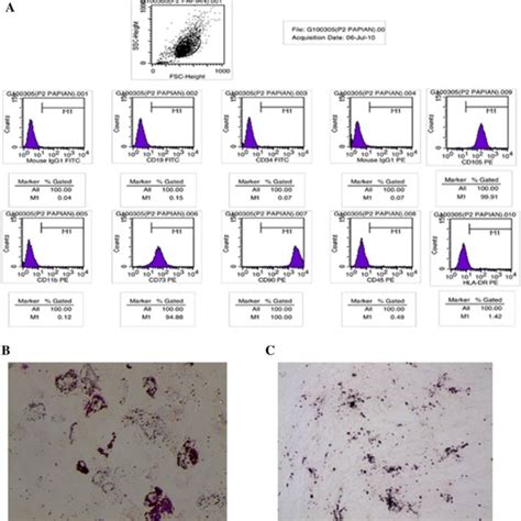 Characterization Of Uc Mscs A Flow Cytometric Analysis Of Cell Surface Download Scientific