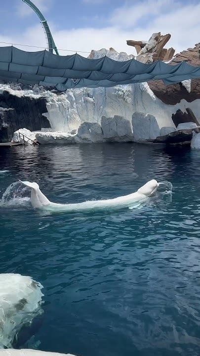 Belugas Are The Mermaids Of The Arctic Beluga Seaworld Whale