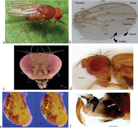 Drosophila Life Cycle Experiment Agripina Crisp