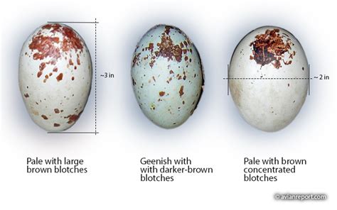 Black Vulture Nesting Habits Avian Report