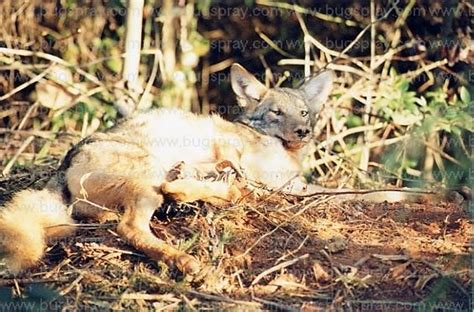 fox control using all kinds of traps and scent