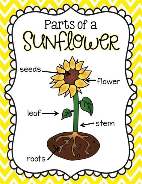 The May Packet | Preschool activities toddler, September preschool themes, Sunflower life cycle