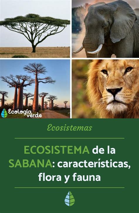 Ecosistema De La Sabana Caracter Sticas Flora Y Fauna Resumen