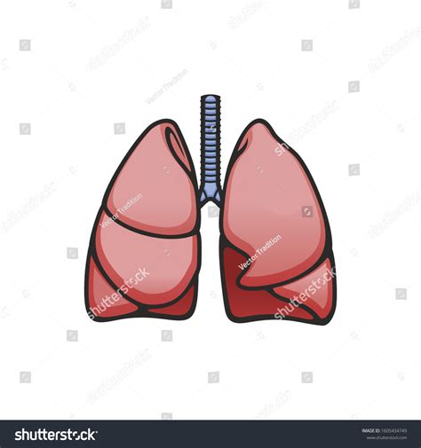 Human Lungs And Trachea Anatomy Vector Isolated Royalty Free Stock