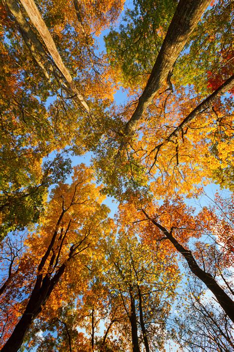 Fall in Virginia - Anne McKinnell Photography