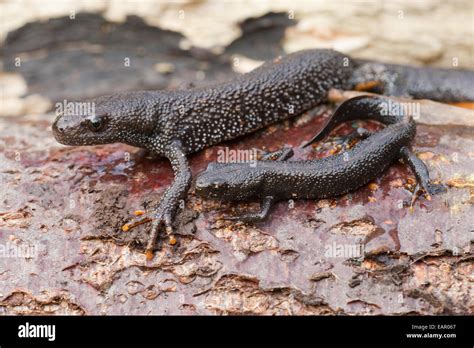 Great Crested Newts Triturus Cristatus Adult And Immature From Stock