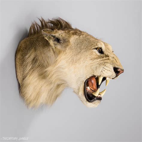 Taxidermy Lion Head - Taxidermy Jungle