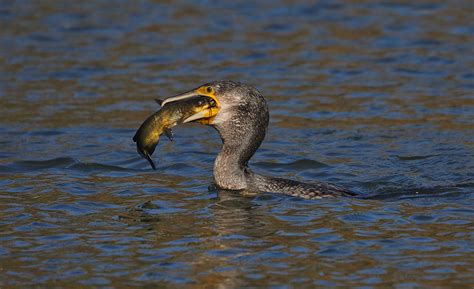 Great Cormorant | BirdForum