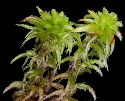 ABRS | Australian Mosses Online