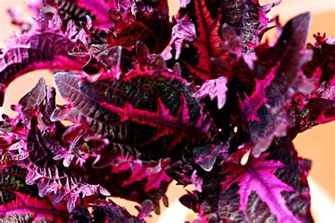 Coleus Tanaman Daun Daun Foto Gratis Di Pixabay