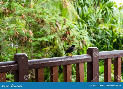 Javan Myna Bird Acridotheres Javanicus Known As White Vented Myna