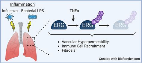 Cytokine Mediated Degradation Of The Transcription Factor Erg Impacts