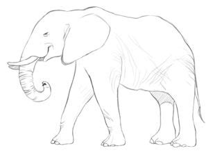 Elefant Zeichnen Lernen Schritt F R Schritt Tutorial Zeichnen Leicht