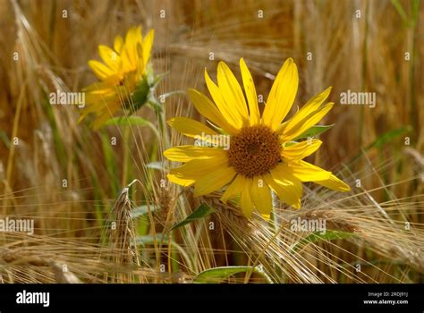 Sunflower Helianthus Annuus Backlit In A Cornfield Stock Photo Alamy