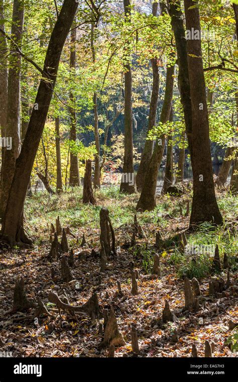 Bald Cypress Knees Poke Up Through The Ground At Congaree National Park