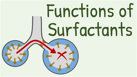 Functions Of Surfactants In Alveoli YouTube