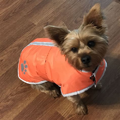 Wrigleys New Coat Wrigley Yorkie Friends Coat Animals Amigos
