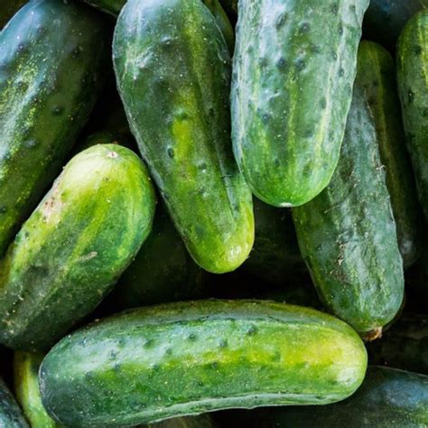 Cucumber Gherkin National Seeds 25 Seeds Cucumber Plant World Seeds