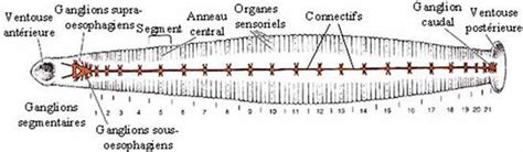 Annelida The Nervous System