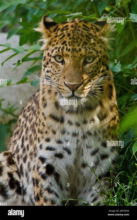 Northern Chinese Leopard Panthera Pardus Japonens Stock Photo Alamy