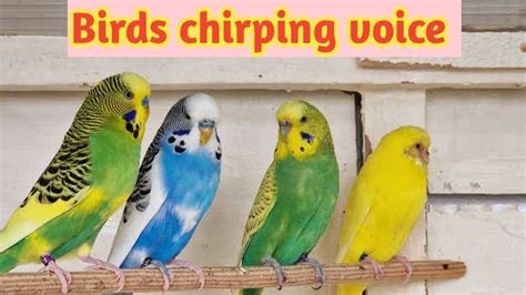 Beautiful Parrots Chirping Sound Birds Chirping Parrots Voice Sound