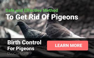 How To Get Rid Of Pigeons Overview Of All Available Solutions