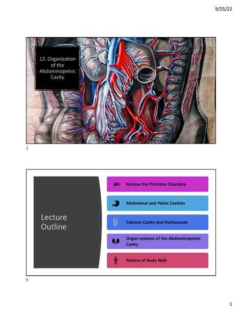 Organization Of The Abdomino Pelvic Cavity Organization Of The Abdominopelvic Cavity 1 Lecture