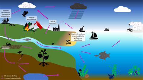 Les substances per et polyfluoroalkylées PFAS quel risque ces