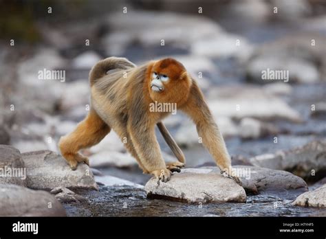 Golden Snub Nosed Monkey Rhinopithecus Roxellana Male Crossing Stream