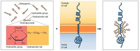 Membrane Structure, Its Related Proteins and Hydropathy Plot