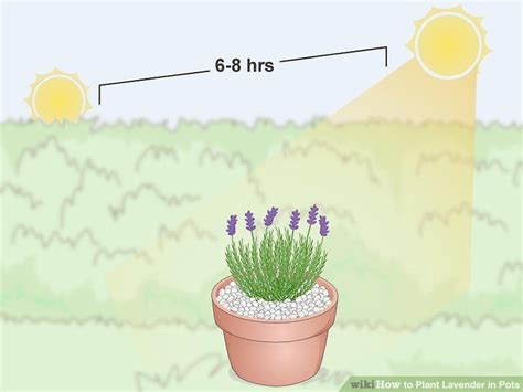 How To Plant Lavender In Pots Steps With Pictures Lavender