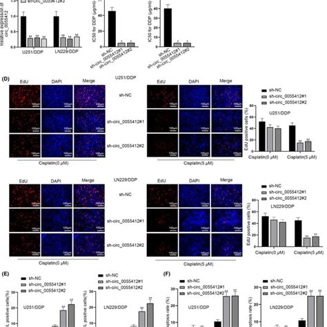 Depletion Of Circ Enhances The Cisplatin Sensitivity Of Glioma