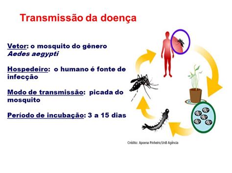 Conhecendo A Dengue Transmiss O Da Dengue The Best Porn Website