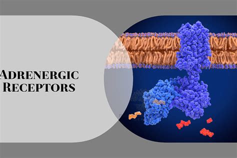 Adrenergic Receptors | Pharmacology Mentor