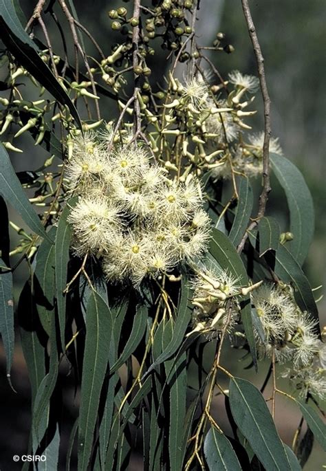 Eucalyptus Tereticornis Subsp Tereticornis