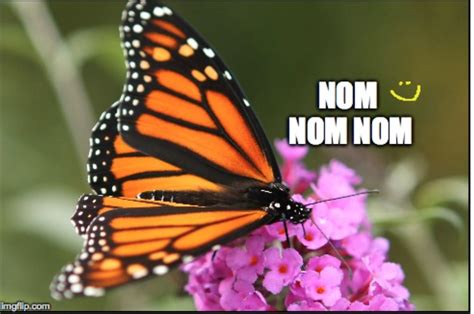 Monarch Butterfly Tracker Updated To September 18 2015 Schatzies