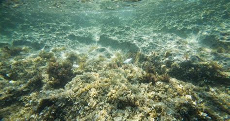 Underwater Seabed Stock Photo Image Of Cool Summer 10699844