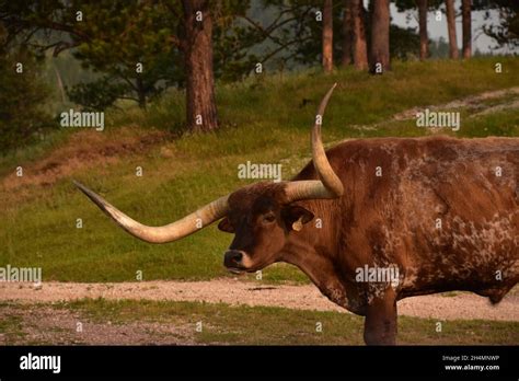 Large Curved Horns On A Big Brown Longhorn Steer In The Early Morning