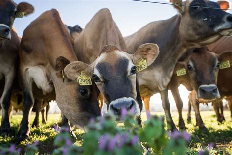 Dairy Cows vs. Beef Cattle — Derrick Josi | TDF Honest Farming