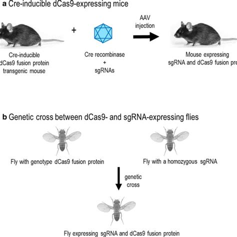 Epigenome Editing And Transcriptional Modulation Using Transgenic Mice