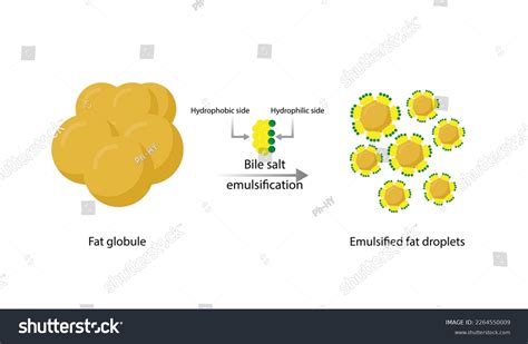 Fat Emulsification Fat Molecules Lipid Droplets Stock Vector Royalty Free 2264550009