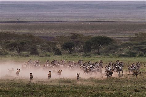 Best Serengeti Safari Tours Our Top Picks Go2africa