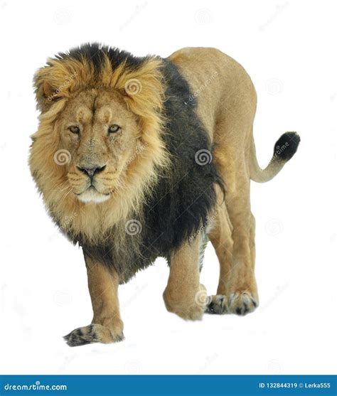 Asiatic Lion Panthera Leo Persica on White Background Stock Image ...