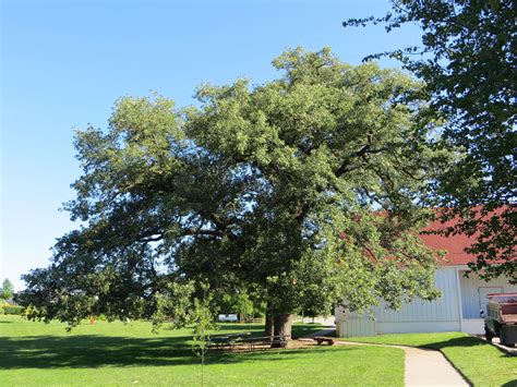 Bur Oak, A Top 100 Common Tree in North America