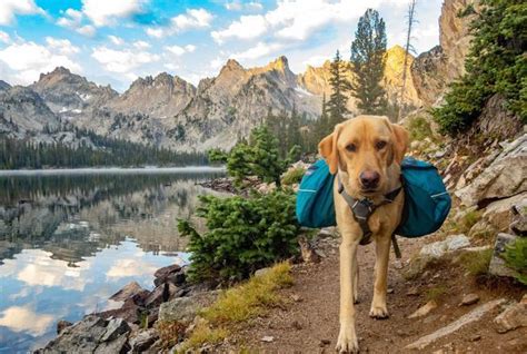 Chien Les Accessoires De Randonn E Indispensables Pour Une Balade En T