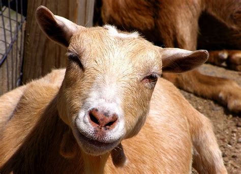 22 Goats Smiling At You Happy Goat Animals Goats