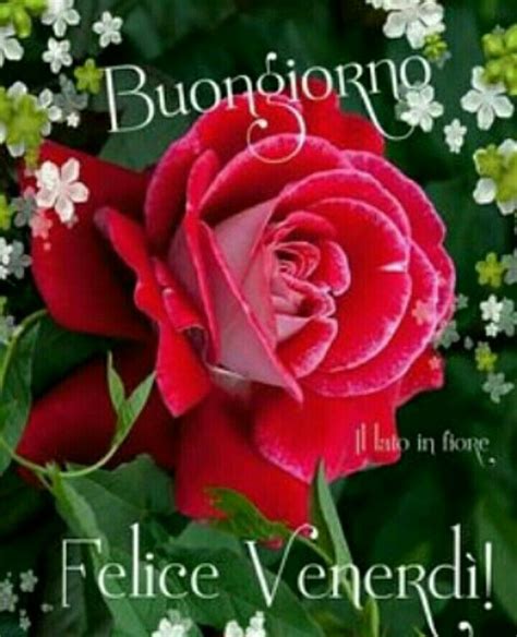 Italian Quotes Rose Plants Flowers Friday Calabria Reference